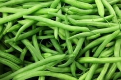 SEEDS - Bean (Green) Tendergreen Stringless